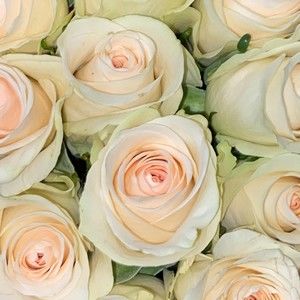 Meet your Posher, Anairda